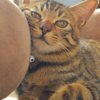 好奇心旺盛！4兄弟キジトラの男の子③