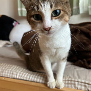 ひすい色の瞳のリヨンくん６ヶ月