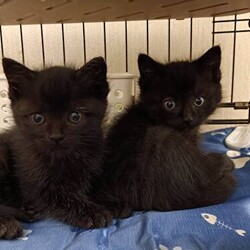 猫の譲渡会　in　名古屋市昭和生涯学習センター サムネイル2