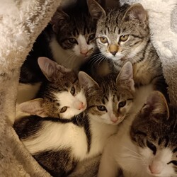 猫の譲渡会　in　名古屋市昭和生涯学習センター サムネイル3