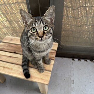 とっても甘えん坊なキジトラの女の子！