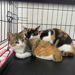 保護猫のお見合い会 サムネイル2