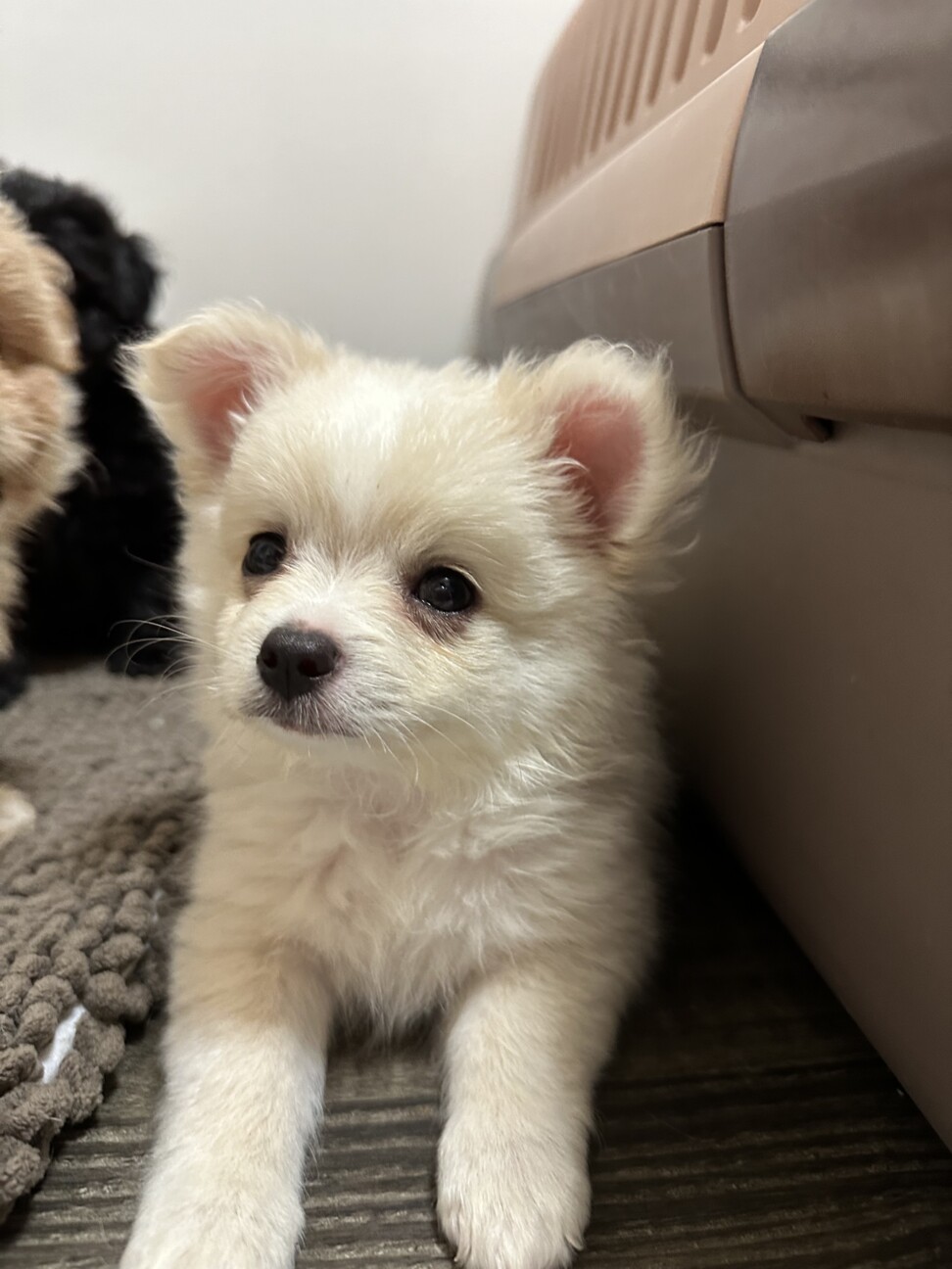 チワポメのしらたまちゃん」埼玉県 - 犬の里親募集(505039) 3枚目の