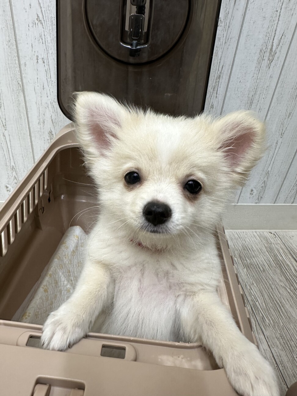 チワポメのしらたまちゃん」埼玉県 - 犬の里親募集(505039) 5枚目の