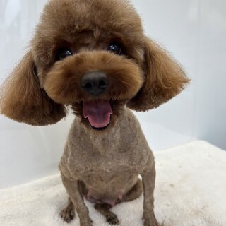 なめこちゃん(トライアル中)