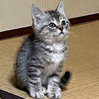 12/1譲渡会参加　グレー白の男の子　ぐっち