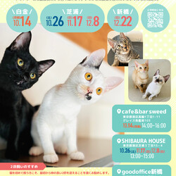 ねこの譲渡会＠東京芝浦（JR田町駅徒歩7分）