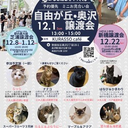 自由が丘・奥沢 保護猫ミニ譲渡会（奥沢駅緑が丘駅各5分、自由が丘駅10分）