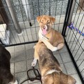 野犬の子
