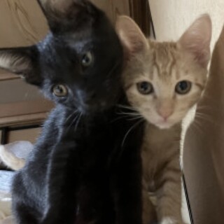 可愛い黒と茶トラきょうだい