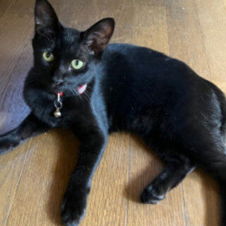 美猫の黒猫