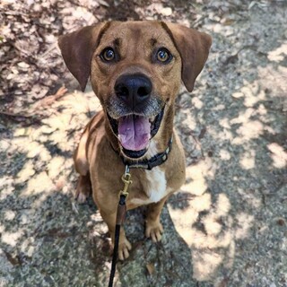 ハウンドmix  ベッカムくん！