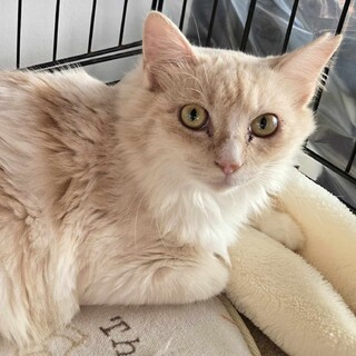 穏やかで綺麗な、長毛ふわふわんのラテちゃん！