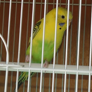 インコ3羽①