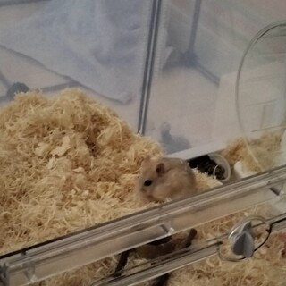 助けて下さい！ジャンガリアンハムスターに詳しい方