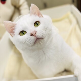 行き倒れ寸前で保護したすずちゃん【トライアル決定】