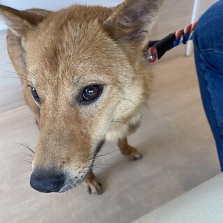 整った顔立ちの“かつお”