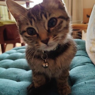 人懐こいキジトラ（首輪グリーン）