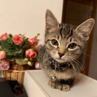 人懐こいキジトラ（首輪ブラック）