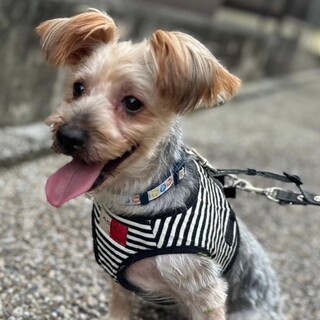 陽気で元気なシュナヨーキーミックスの男の子