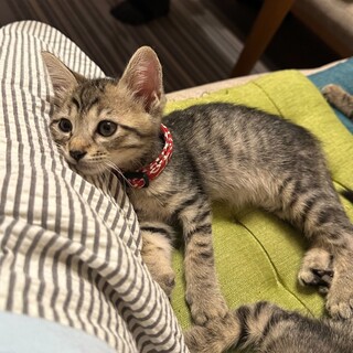 人懐こいキジトラ（首輪レッド）