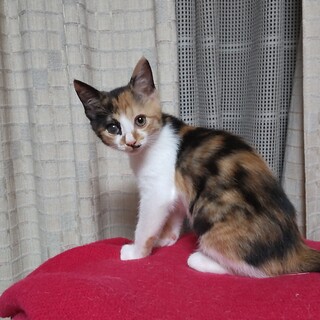 Theミケジョの元気な女のコ