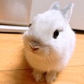 ネザーランドドワーフのあかちゃん　うさぎ　