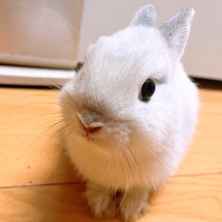 ネザーランドドワーフのあ」愛媛県 - 小動物の里親募集(505716