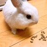 ネザーランドドワーフのあかちゃん　うさぎ　 サムネイル2