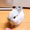 ネザーランドドワーフのあかちゃん　うさぎ　 サムネイル3