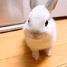 ネザーランドドワーフのあかちゃん　うさぎ　 サムネイル4