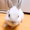 ネザーランドドワーフのあかちゃん　うさぎ　 サムネイル5