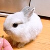 ネザーランドドワーフのあかちゃん　うさぎ　 サムネイル6