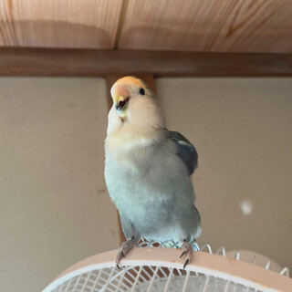 4歳の男の子です