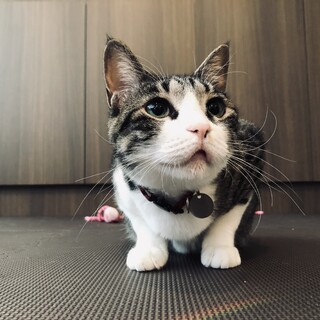 誰にでも懐くキジ白♀と心優しい笹かま猫♂