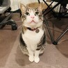 誰にでも懐くキジ白♀と心優しい笹かま猫♂ サムネイル2