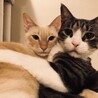 誰にでも懐くキジ白♀と心優しい笹かま猫♂ サムネイル3