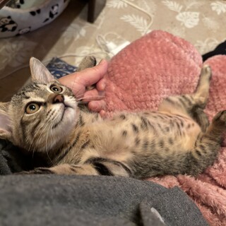 とっても可愛いキジトラ子猫のチョッパー！
