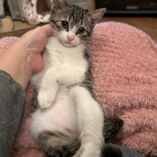 お姫様みたいに可愛いキジ白子猫のビビ！