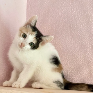譲渡会12月　三毛猫子猫ちゃん