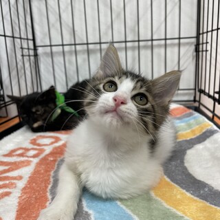 キジ白　人馴れ抜群　そっくり兄弟　少し長毛です