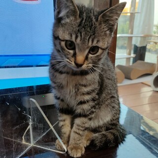 可愛い過ぎラテくん