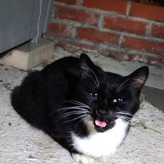 黒猫でお腹と手足は白です！