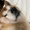 ことほい