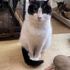 猫飼育 上級者向け⁉★ゆい サムネイル3