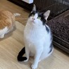 猫飼育 上級者向け⁉★ゆい サムネイル4