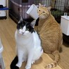 猫飼育 上級者向け⁉★ゆい サムネイル5