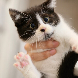 十六夜♡家族ができました