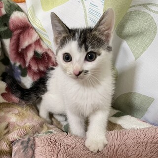 遊ぶのが大好き♪たくさん遊んでくれるご家族大募集♪