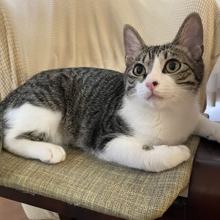 人慣れしてる！パッチリおめめのキジ白こねこ